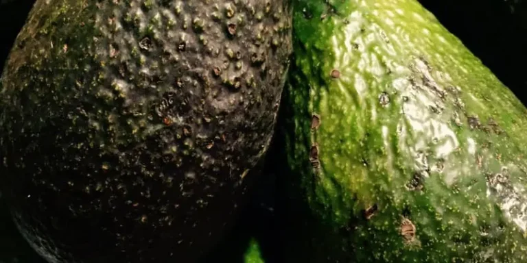 Close-up of two avocados, one with dark, rough skin and the other with lighter, smoother skin, both displaying textured surfaces.