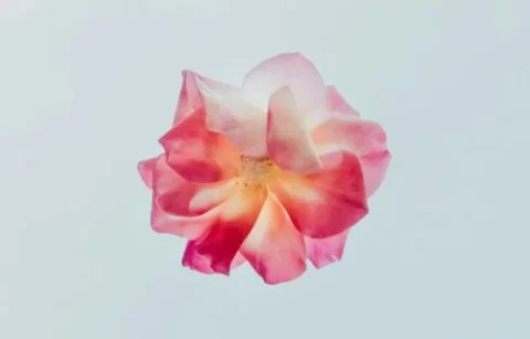 A single pink and white rose bloom against a light blue background.