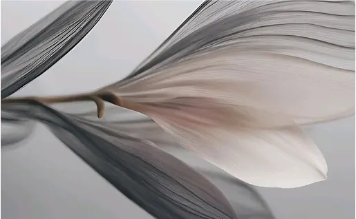 Close-up of delicate, translucent flower petals in shades of white and gray, with a soft, blurred background.